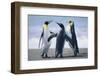 King Penguins-DLILLC-Framed Photographic Print