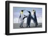 King Penguins-DLILLC-Framed Photographic Print