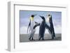 King Penguins-DLILLC-Framed Photographic Print