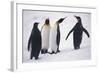 King Penguins-DLILLC-Framed Photographic Print