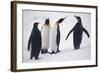 King Penguins-DLILLC-Framed Photographic Print