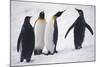 King Penguins-DLILLC-Mounted Photographic Print