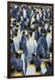 King Penguins-DLILLC-Framed Photographic Print