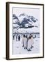 King Penguins-DLILLC-Framed Photographic Print