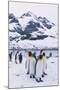 King Penguins-DLILLC-Mounted Photographic Print