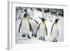 King Penguins-DLILLC-Framed Photographic Print