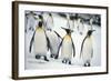 King Penguins-DLILLC-Framed Photographic Print