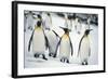 King Penguins-DLILLC-Framed Photographic Print