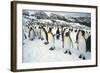 King Penguins-DLILLC-Framed Photographic Print