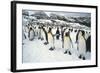 King Penguins-DLILLC-Framed Photographic Print