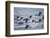 King Penguins-DLILLC-Framed Photographic Print