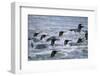 King Penguins-DLILLC-Framed Photographic Print