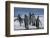 King Penguins-DLILLC-Framed Photographic Print