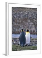 King Penguins-DLILLC-Framed Photographic Print