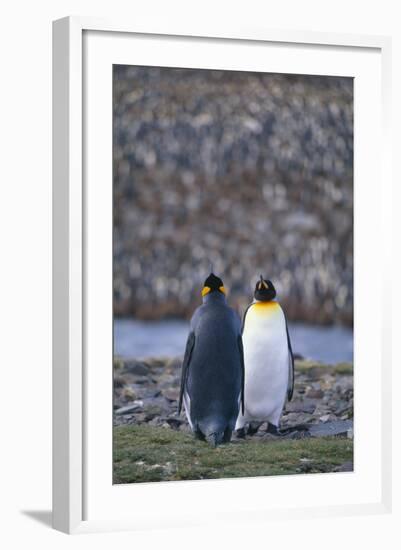 King Penguins-DLILLC-Framed Photographic Print