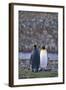 King Penguins-DLILLC-Framed Photographic Print