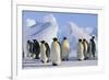 King Penguins-DLILLC-Framed Photographic Print