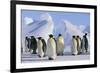 King Penguins-DLILLC-Framed Photographic Print