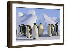 King Penguins-DLILLC-Framed Photographic Print