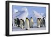 King Penguins-DLILLC-Framed Photographic Print