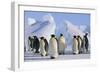 King Penguins-DLILLC-Framed Photographic Print