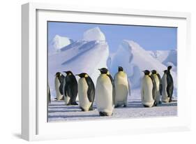 King Penguins-DLILLC-Framed Photographic Print