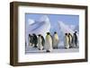 King Penguins-DLILLC-Framed Photographic Print