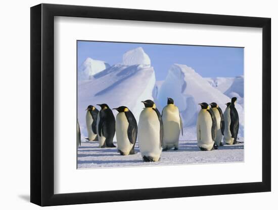 King Penguins-DLILLC-Framed Photographic Print