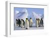 King Penguins-DLILLC-Framed Photographic Print