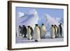 King Penguins-DLILLC-Framed Photographic Print