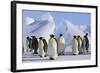 King Penguins-DLILLC-Framed Photographic Print