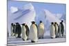 King Penguins-DLILLC-Mounted Photographic Print