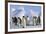 King Penguins-DLILLC-Framed Photographic Print