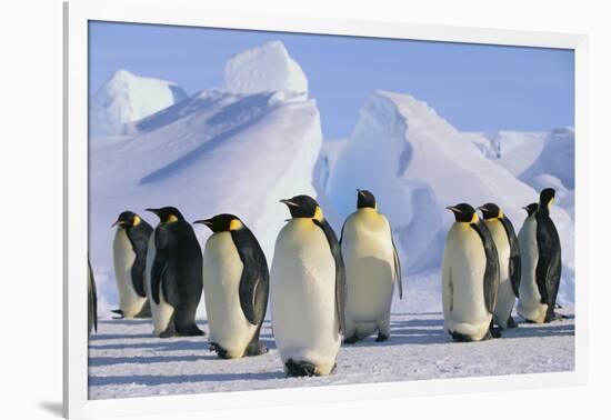 King Penguins-DLILLC-Framed Photographic Print