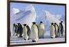 King Penguins-DLILLC-Framed Photographic Print