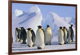 King Penguins-DLILLC-Framed Photographic Print