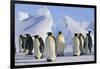 King Penguins-DLILLC-Framed Photographic Print