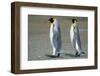 King Penguins-DLILLC-Framed Photographic Print