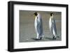 King Penguins-DLILLC-Framed Photographic Print