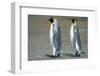 King Penguins-DLILLC-Framed Photographic Print