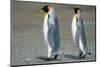 King Penguins-DLILLC-Mounted Photographic Print