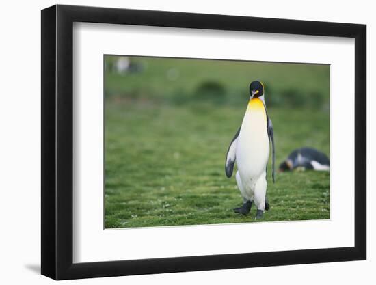 King Penguins-DLILLC-Framed Photographic Print