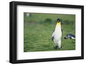 King Penguins-DLILLC-Framed Photographic Print