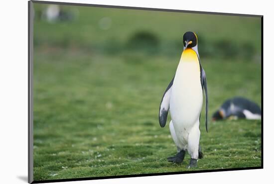 King Penguins-DLILLC-Mounted Photographic Print