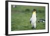 King Penguins-DLILLC-Framed Photographic Print