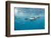 King Penguins-DLILLC-Framed Photographic Print