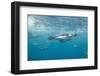 King Penguins-DLILLC-Framed Photographic Print