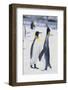 King Penguins-DLILLC-Framed Photographic Print