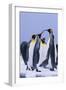 King Penguins-DLILLC-Framed Photographic Print