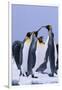 King Penguins-DLILLC-Framed Photographic Print